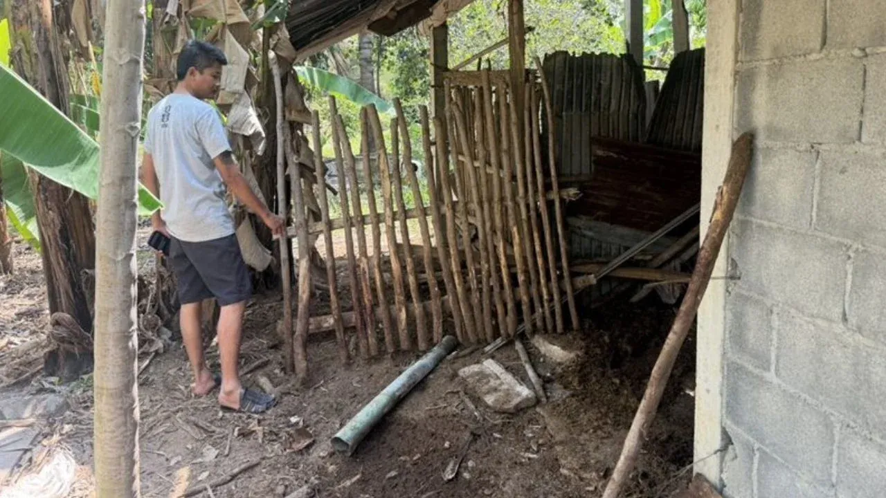 호랑이 습격 현장 멧돼지 우리