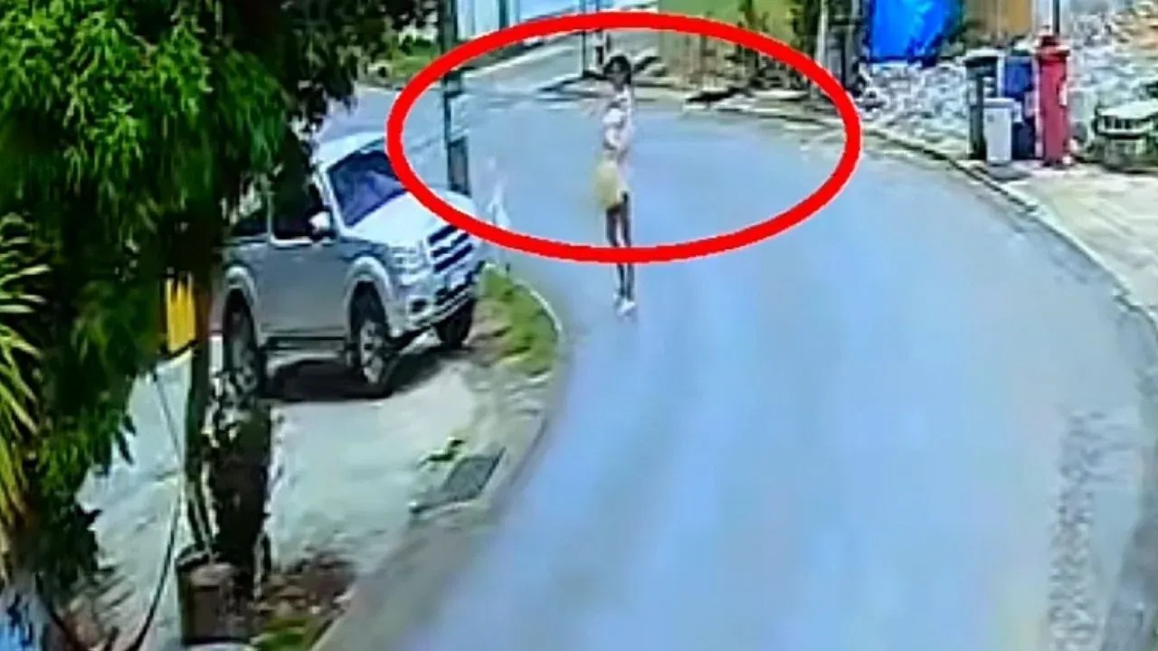 푸켓 반려묘 절도 논란 CCTV 장면