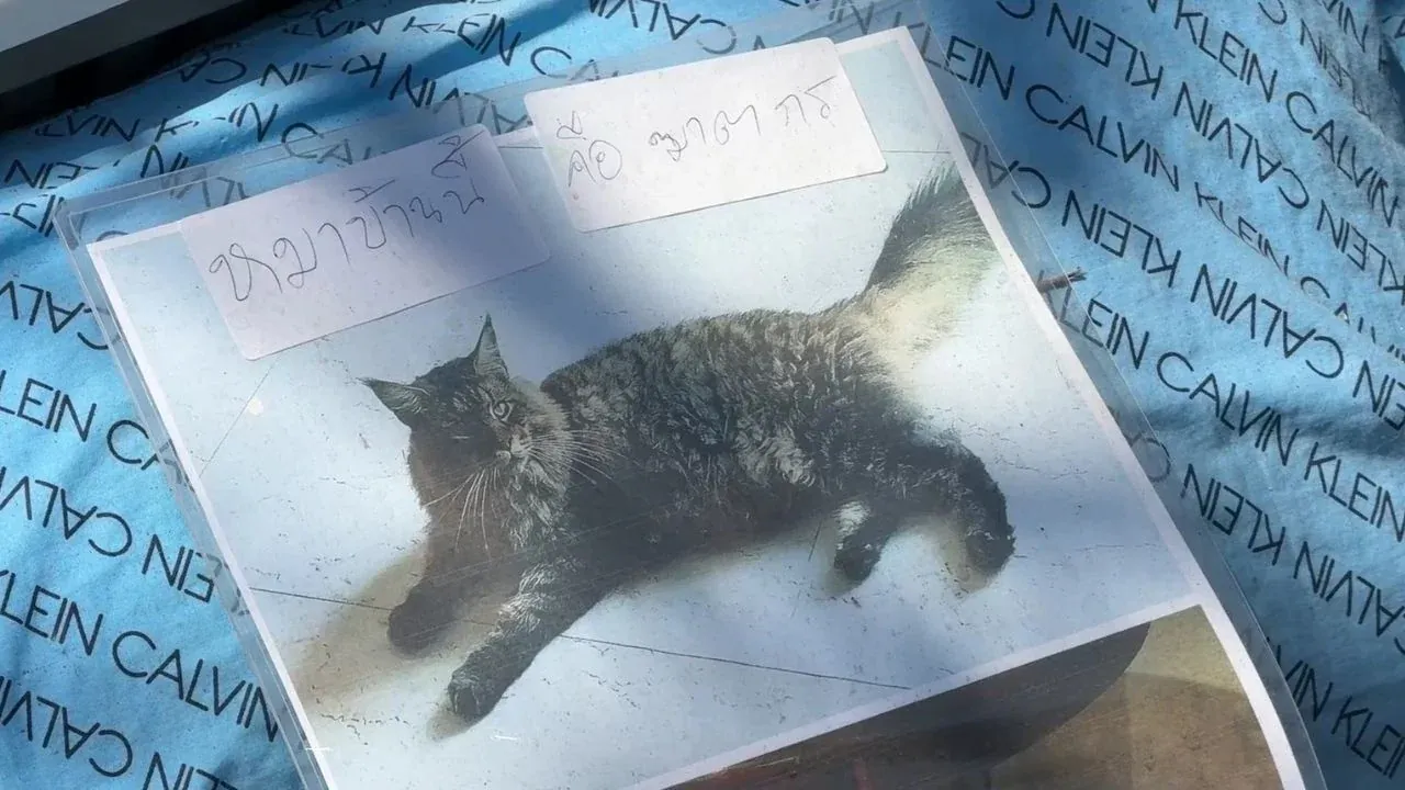 이웃집 개들의 공격적 행동에 대한 주민 증언 관련 현장