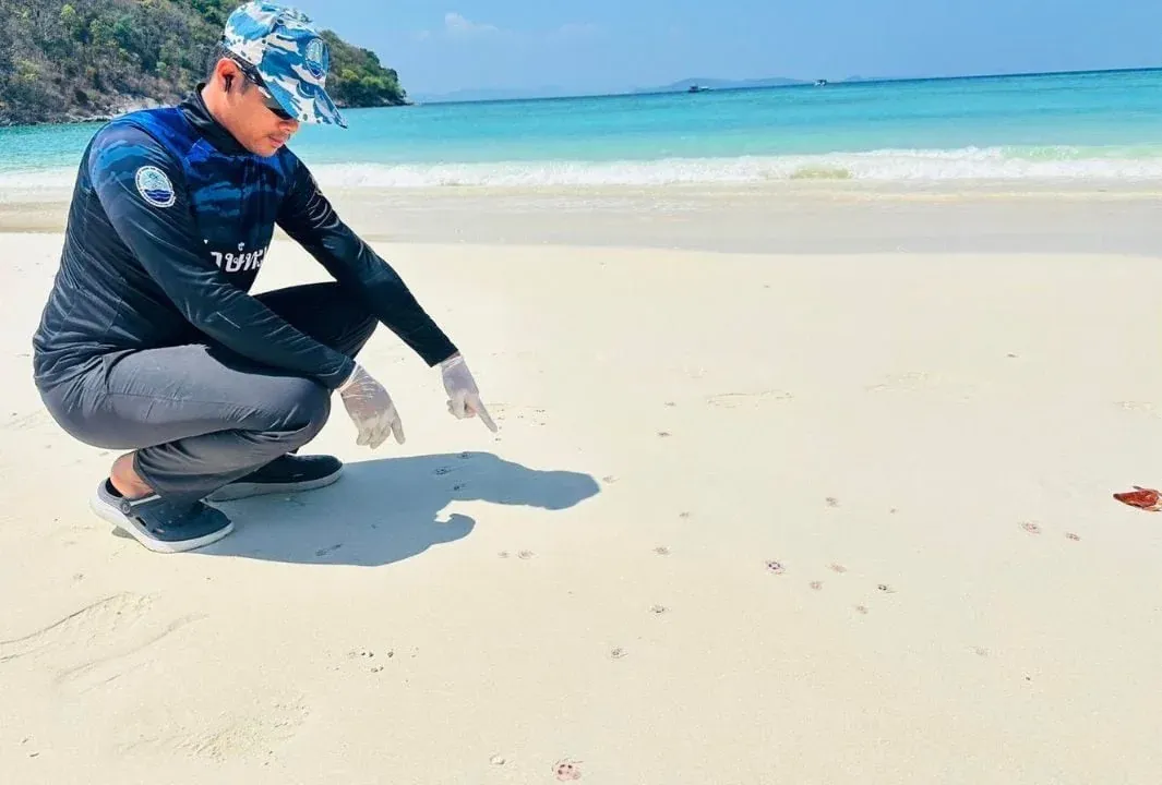 DMCR이 공개한 불해파리 사진