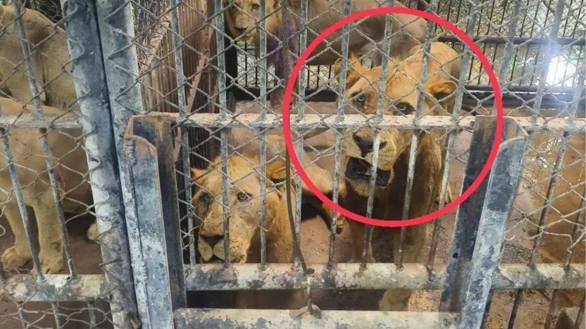 태국 동물원 야생동물구역 폐쇄 사건