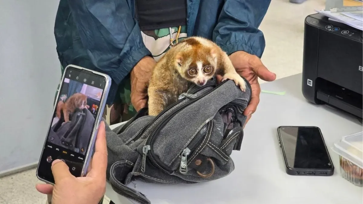 푸켓 해변에서 구조된 슬로우로리스