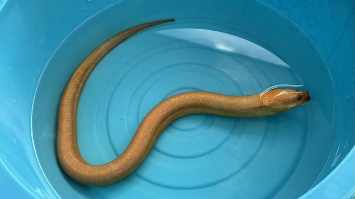 태국에서 발견된 황금색 나가 장어