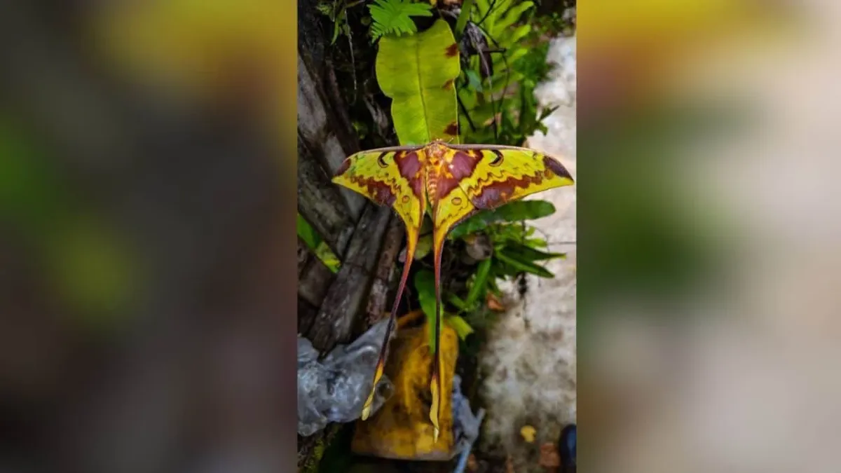 캉크라찬 국립공원에서 발견된 희귀 달나방