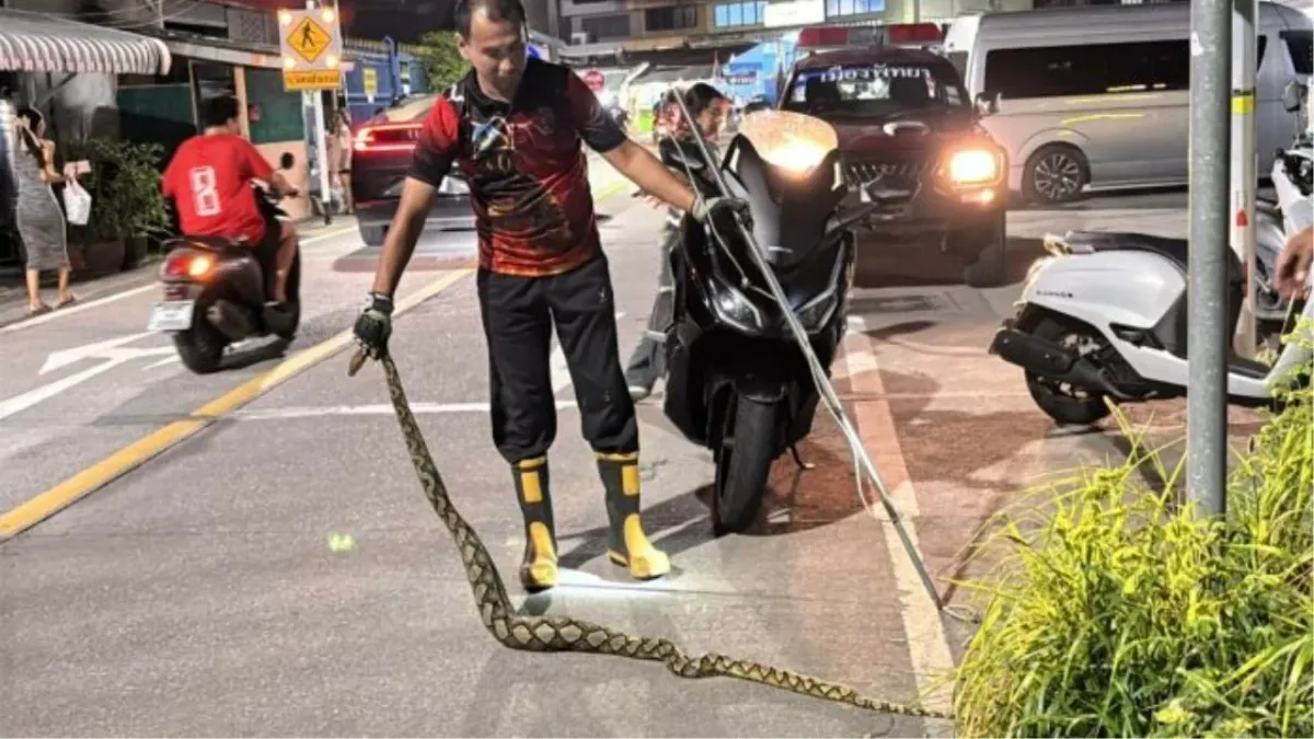 파타야에서 고양이를 삼킨 비단뱀, 결국 숨져