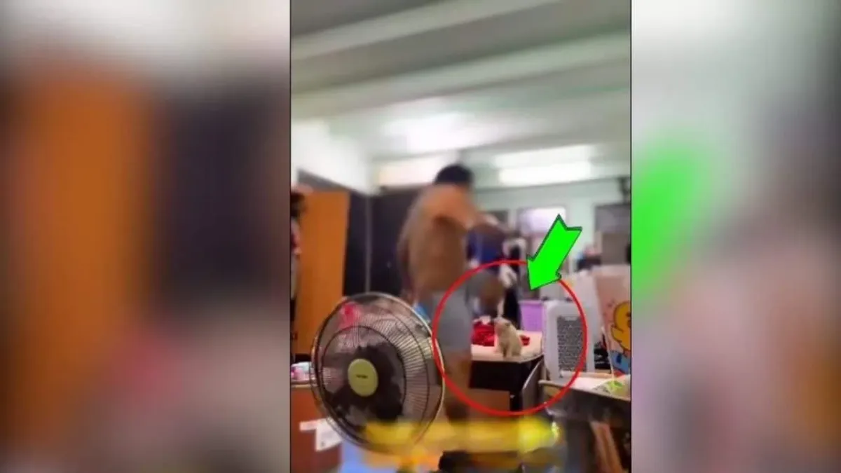 방콕 미용업체 고양이 학대 사건