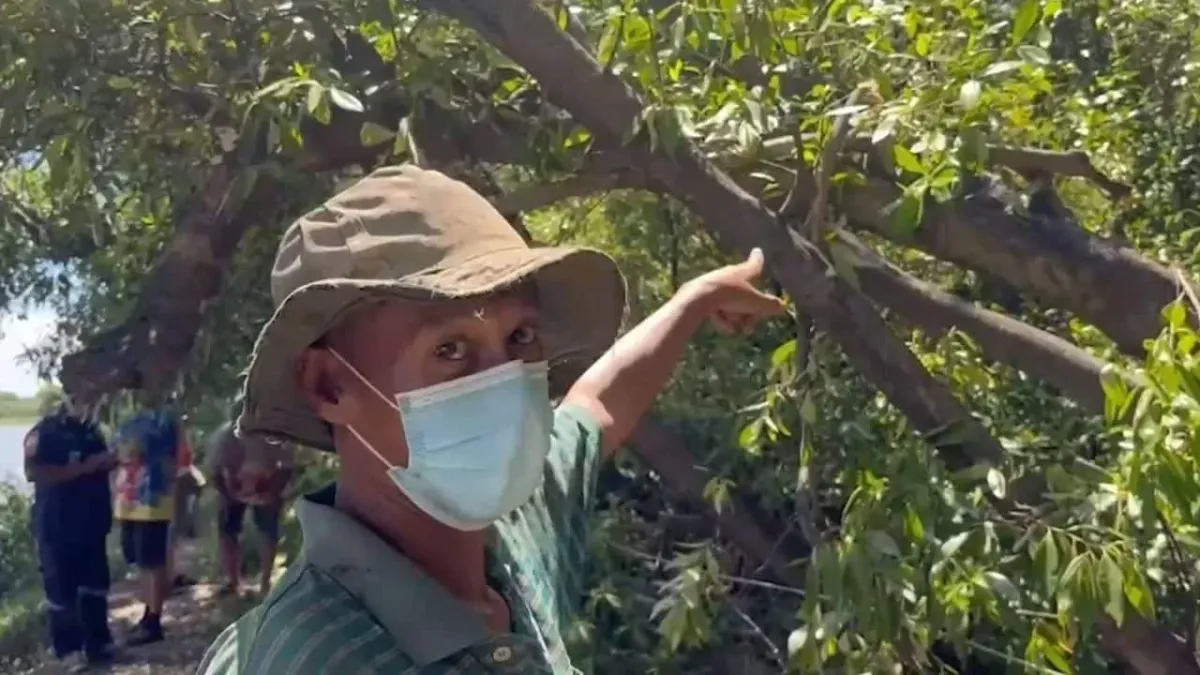 태국 사무트 프라칸에서 나무 전지 중 개미에 물려 사망한 남성