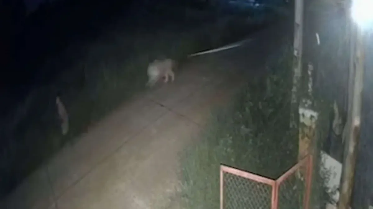 틱톡커의 사자 공격 사건