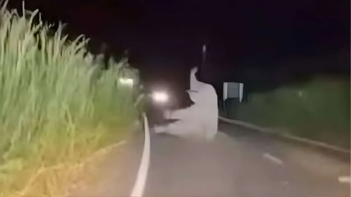 태국 응급차, 야생 코끼리와 충돌... 환자는 무사히 이송