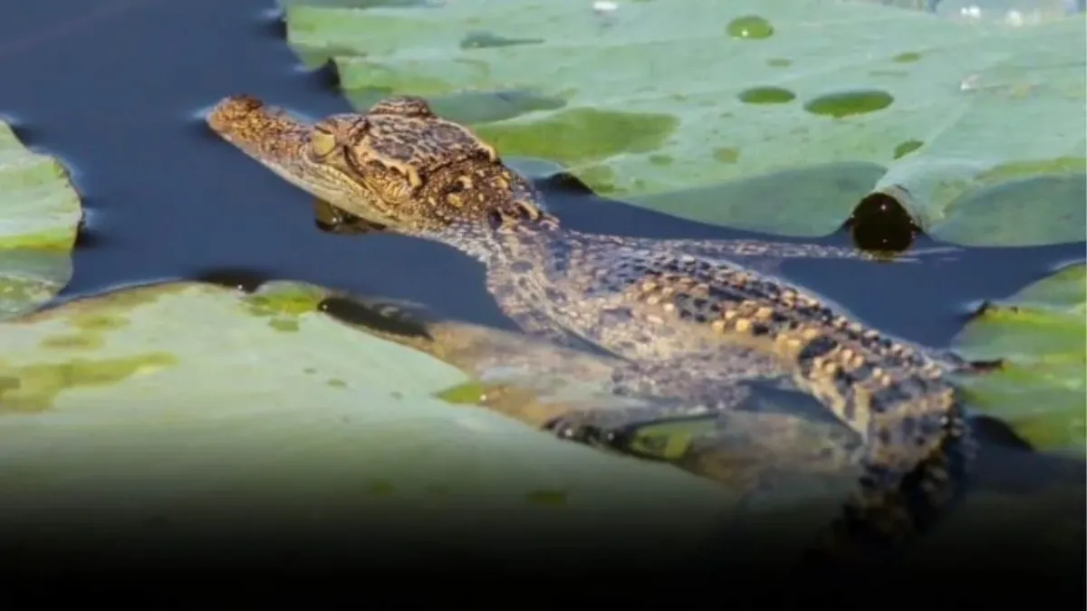 나콘사완 홍수 경보 후 악어 공포