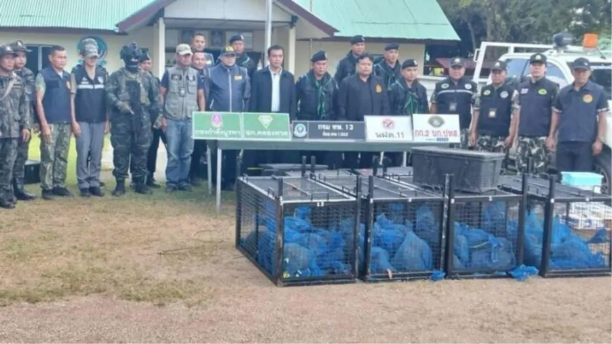 태국 사깨오, 국경 밀수 단속 중 143마리 원숭이 구조