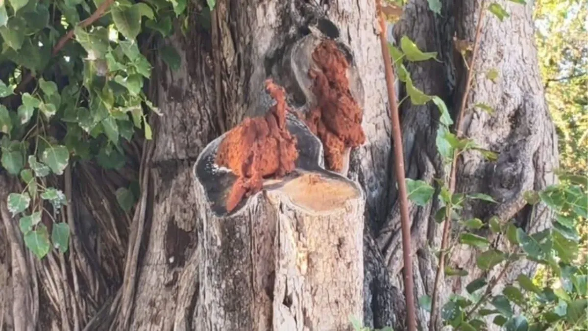 태국 북부 보리수 나무에 나타난 나가, 복권 열풍 일으켜