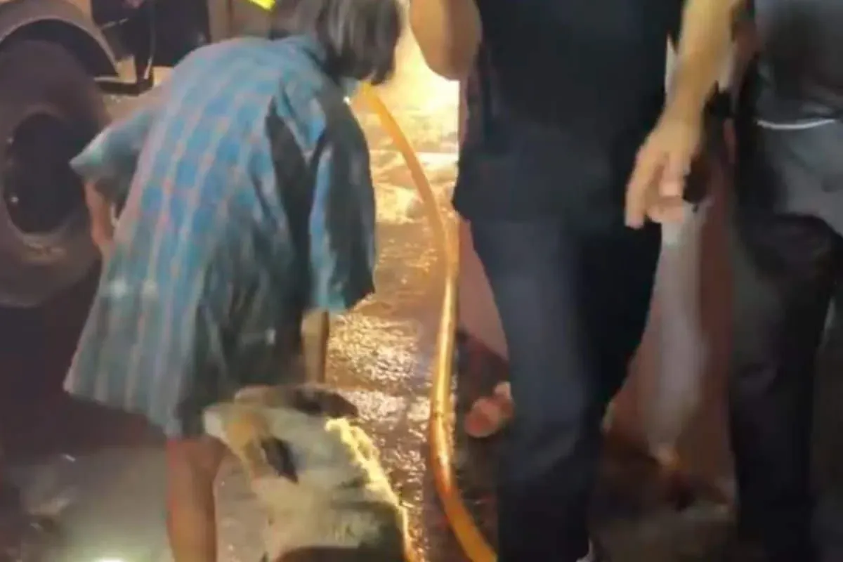 태국 사뭇사콘 화재, 80세 할머니가 반려견 9마리와 무사히 탈출