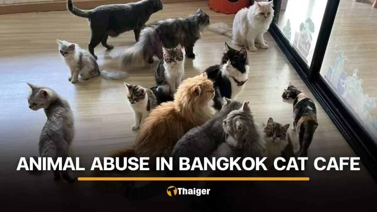 방콕 고양이 카페 동물 학대 영상 공개, 당국 수사 착수
