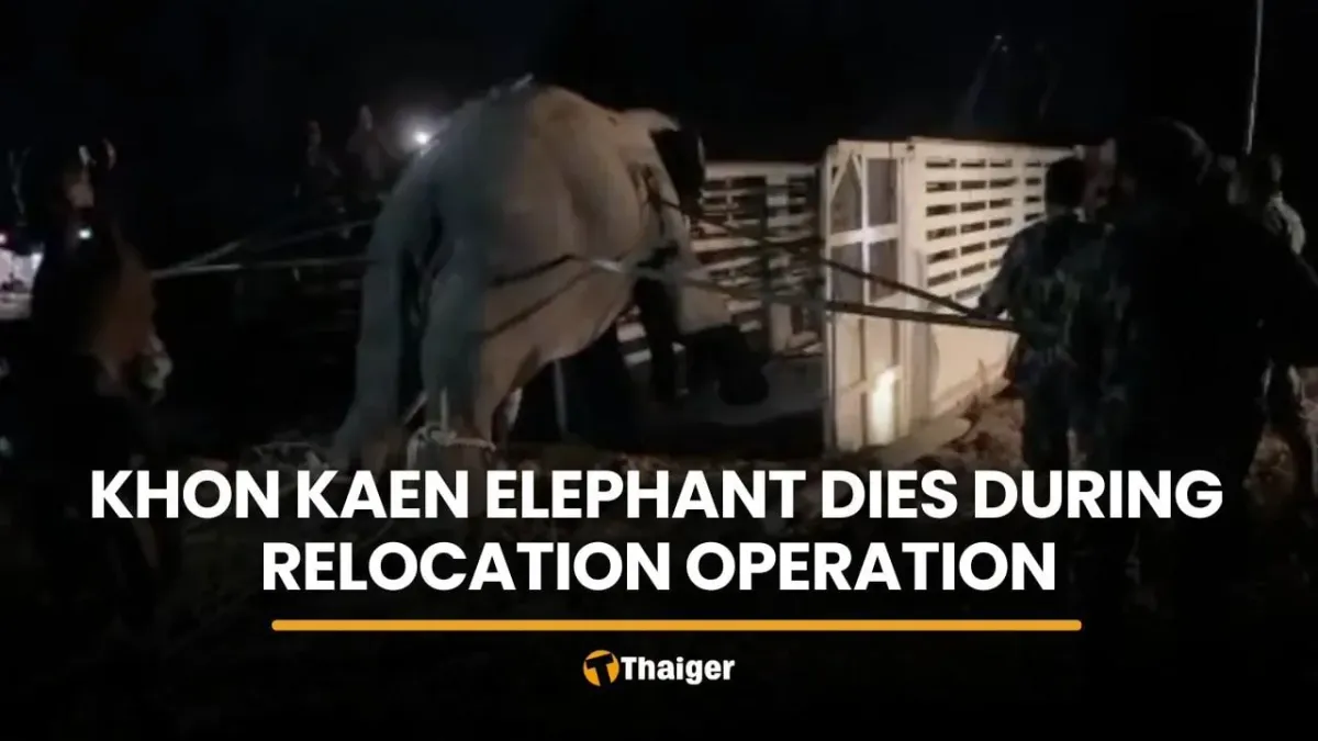 태국 콘깬 야생 코끼리, 이주 작전 중 심장마비로 사망