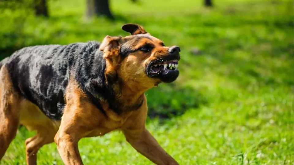 방콕 지역, 개 사체에서 광견병 발견으로 광견병 감염지역 선포