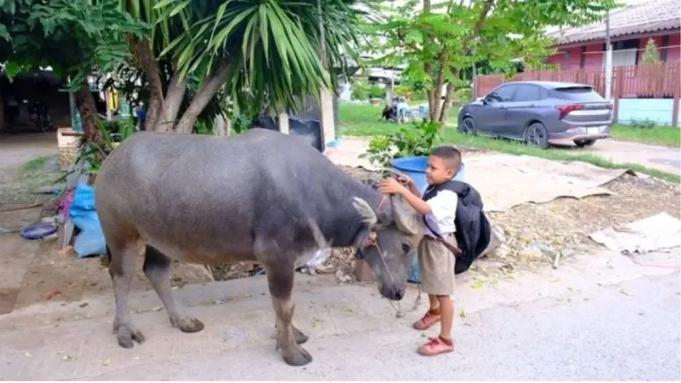 태국 소년, 매일 물소 타고 등교하는 특별한 통학길