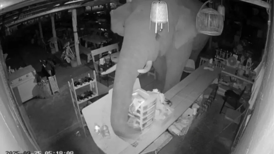 야심만만한 코끼리, 태국 BBQ 식당을 한밤중에 급습하다