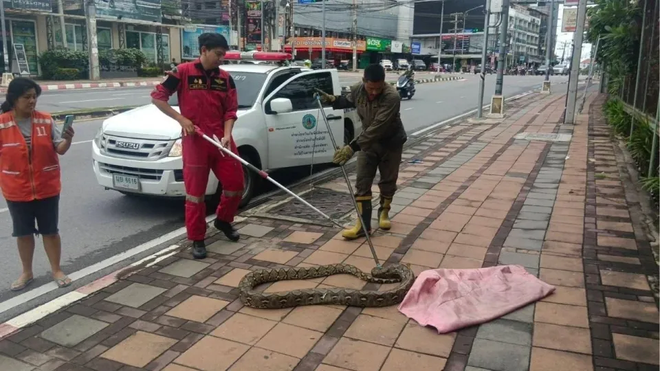 거대한 비단뱀이 파타야 보도를 점령해 시민들을 공포에 떨게 하다