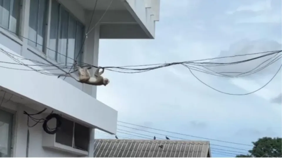 롭부리에서 원숭이 대탈출 사건 - 수백 마리가 우리 탈출해 시내 점령
