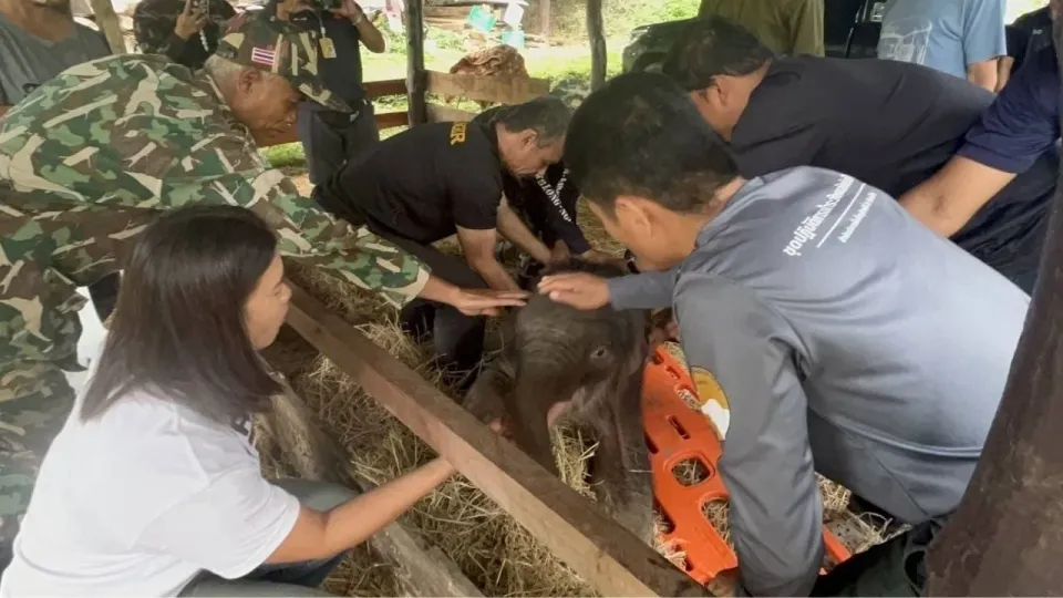 간차나부리 카사바 농장에서 부상당한 아기 코끼리 구조
