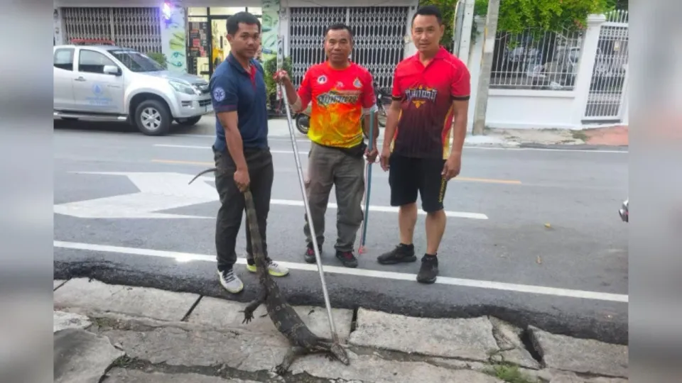 거대 왕도마뱀, 태국 레스토랑 손님들 깜짝 놀라게 해