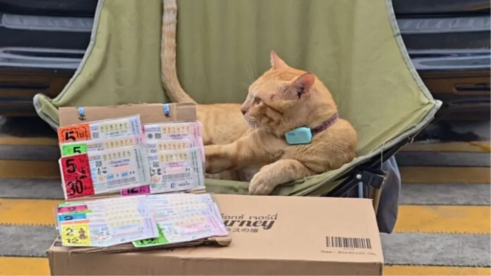 파타야의 생강 고양이 '솜 방짝', 복권 열풍으로 화제