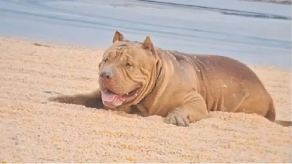 우타이타니에서 가족 핏불이 갑자기 공격해 생후 2개월 아기 사망