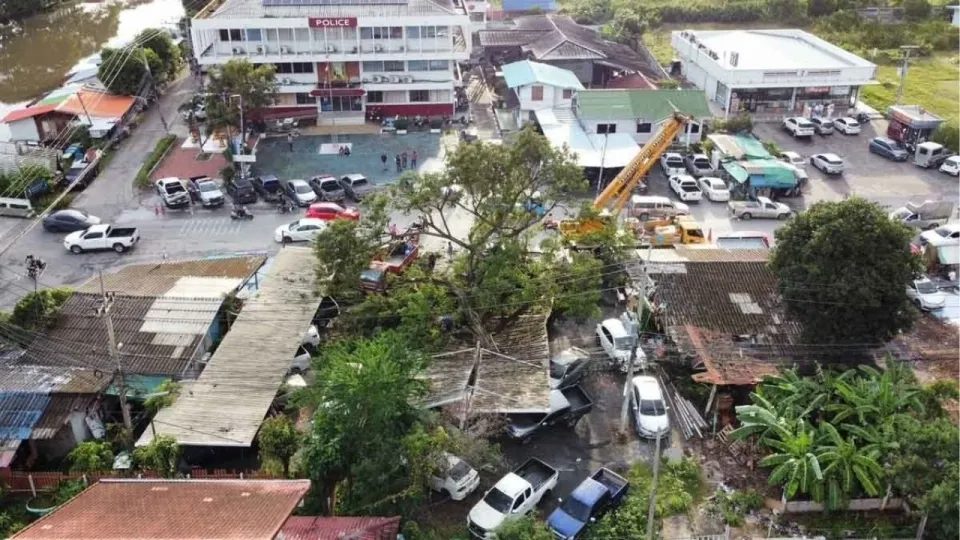 아유타야 폭풍으로 50년 거목 쓰러져 경찰 차량 12대 파손