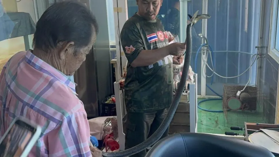 코브라에 물린 태국 남성, 할머니에게 마지막 인사 전화 후 사망