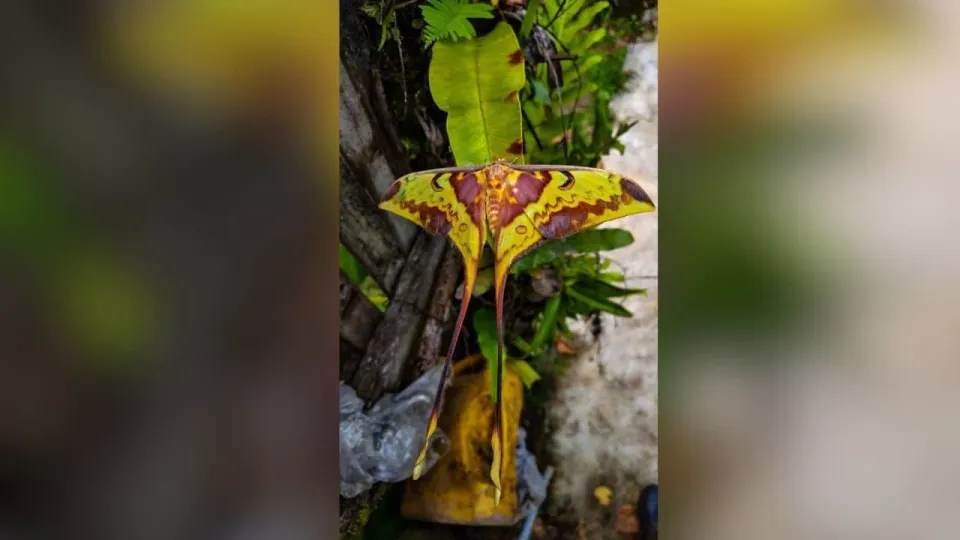 태국 캉크라찬 국립공원에서 희귀 달나방 발견