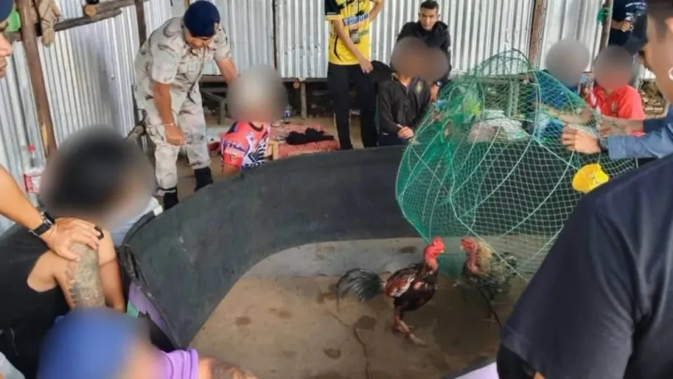 푸켓에서 불법 닭싸움과 도박으로 9명 체포