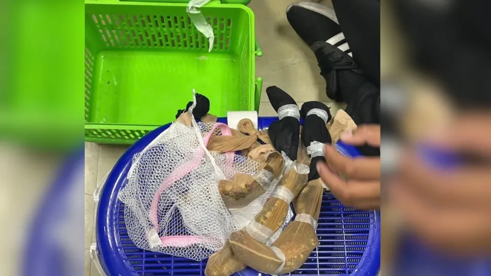 방콕 공항에서 희귀 야생동물 밀수하던 대만인 3명 체포