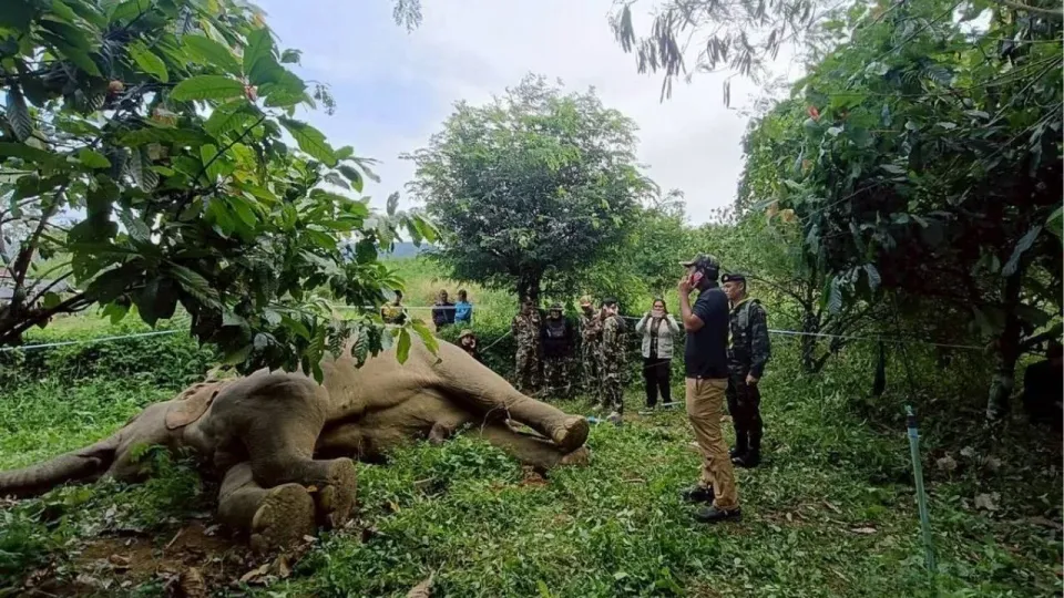 페차부리 국립공원 인근에서 야생 코끼리 감전사