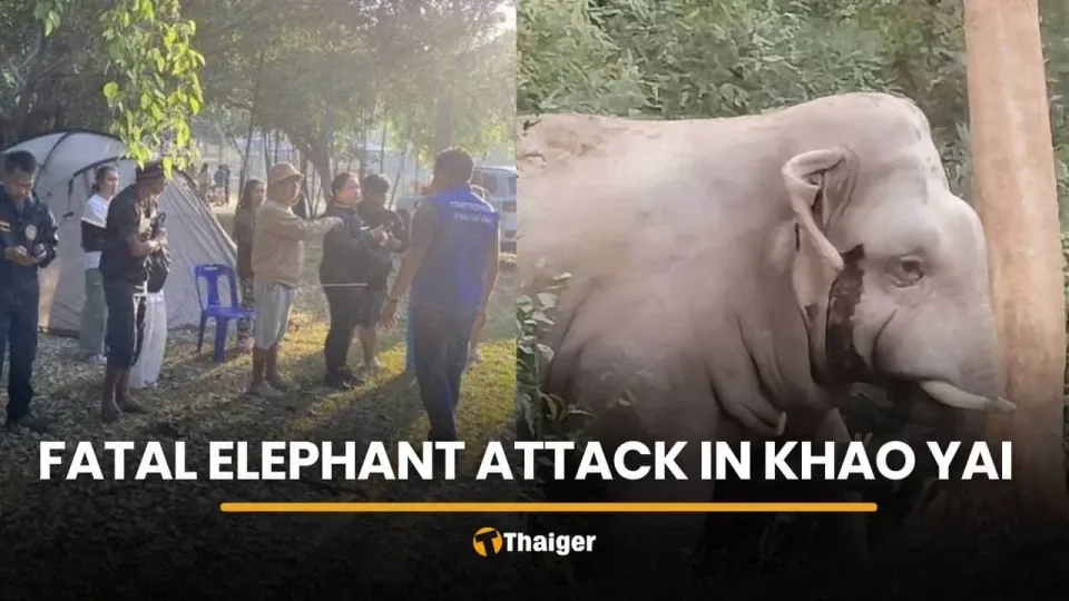 카오야이 국립공원 캠핑객, 야생 코끼리 공격으로 사망