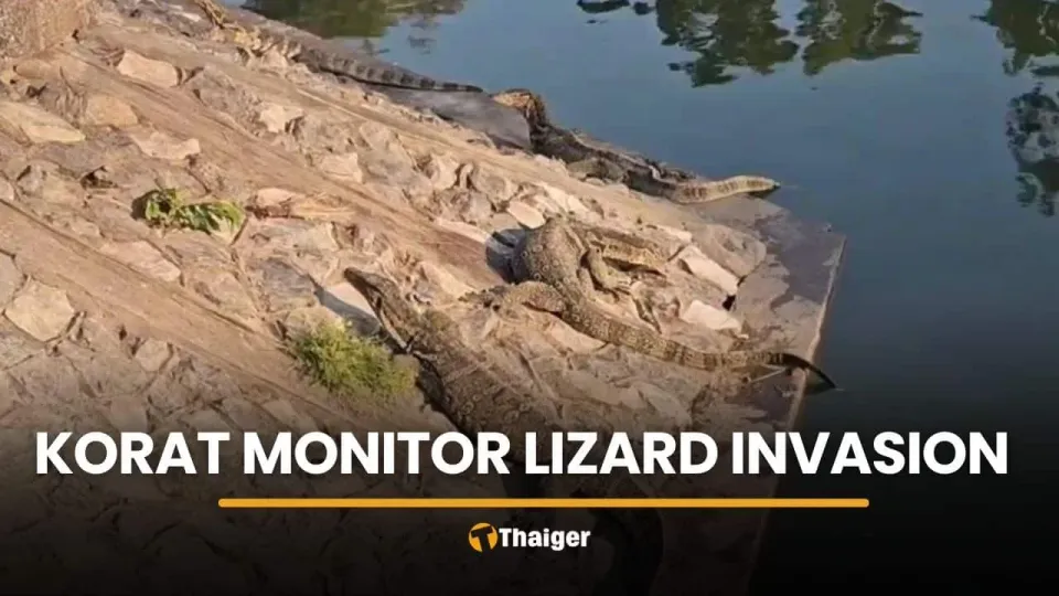 태국 코랏 도심에 왕도마뱀 200~300마리 출현, 주민 불안 고조