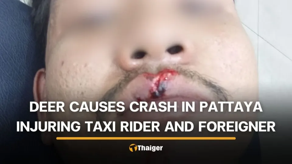 파타야에서 사슴과 오토바이 충돌, 택시 기사와 외국인 승객 부상